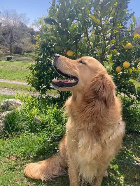 Dog in training — Gold Standard Dog Training, Golden Bay