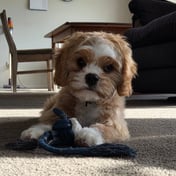 Basil