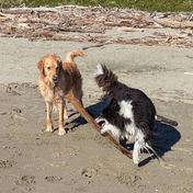Dog in training