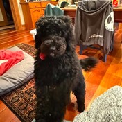 Monty